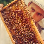 Beekeeper collecting honey selective focus on a honeycomb and be