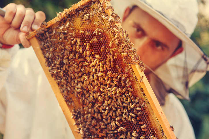 Retired Social Worker Says Beekeeping Hobby Takes Time and Patience